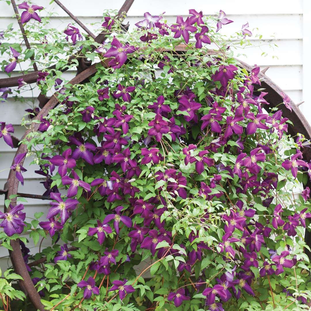 Happy Jack Purple Clematis growing on antique wheel